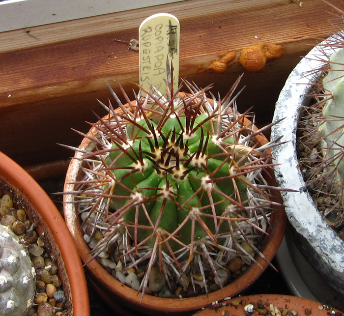 Copiapoa rupestris